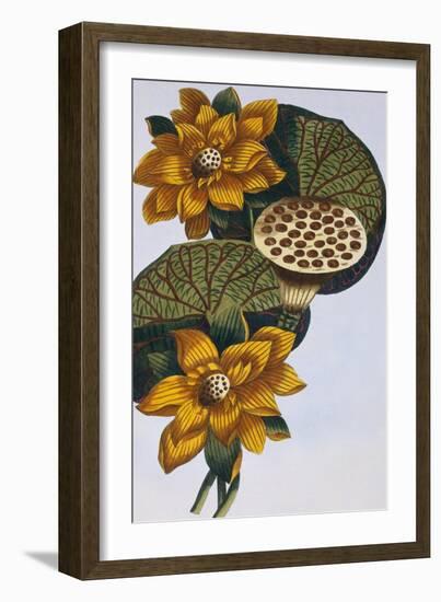 18th Century French Print of Waterlily-Stapleton Collection-Framed Giclee Print