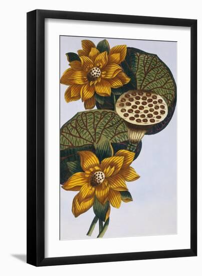 18th Century French Print of Waterlily-Stapleton Collection-Framed Giclee Print