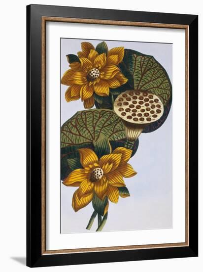 18th Century French Print of Waterlily-Stapleton Collection-Framed Giclee Print