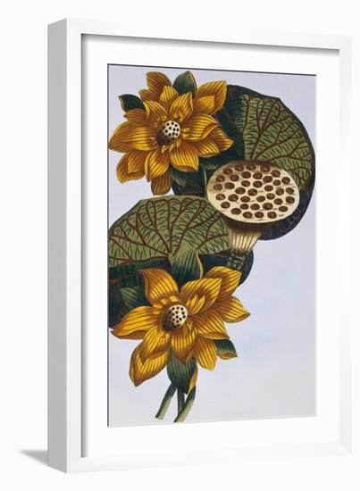 18th Century French Print of Waterlily-Stapleton Collection-Framed Giclee Print