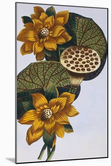 18th Century French Print of Waterlily-Stapleton Collection-Mounted Giclee Print