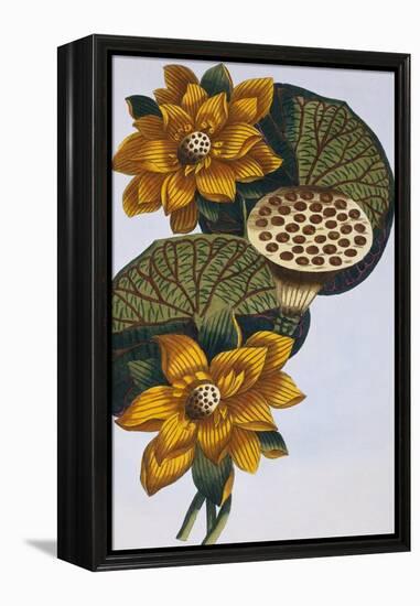 18th Century French Print of Waterlily-Stapleton Collection-Framed Premier Image Canvas