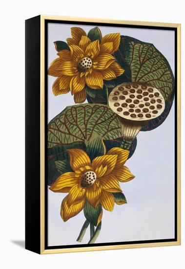 18th Century French Print of Waterlily-Stapleton Collection-Framed Premier Image Canvas