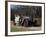 1909 Rolls-Royce Silver Ghost-null-Framed Photographic Print