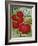 1915 Maule Tomato-Vintage Apple Collection-Framed Giclee Print