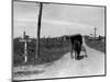 1920s-1930s Amish Man Driving Buggy Down Rural Dirt Road in Farm Country-null-Mounted Photographic Print