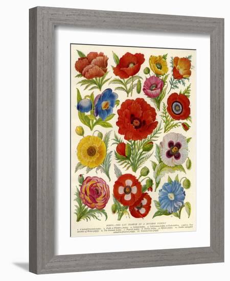 1920s UK Flowers Magazine Plate-null-Framed Giclee Print