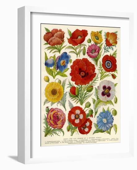 1920s UK Flowers Magazine Plate-null-Framed Giclee Print