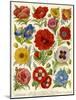 1920s UK Flowers Magazine Plate-null-Mounted Giclee Print