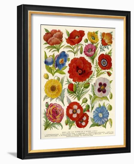 1920s UK Flowers Magazine Plate-null-Framed Giclee Print