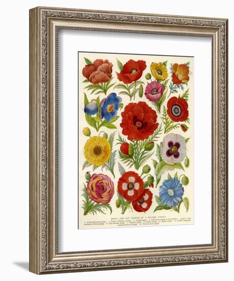 1920s UK Flowers Magazine Plate-null-Framed Giclee Print