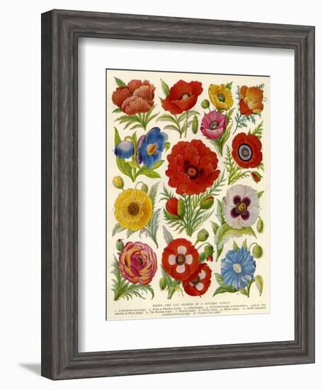 1920s UK Flowers Magazine Plate-null-Framed Giclee Print