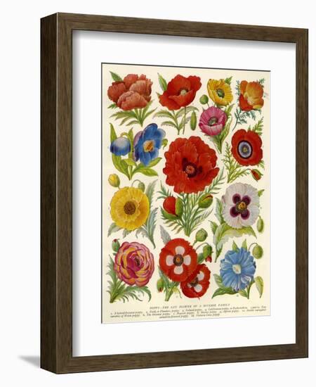 1920s UK Flowers Magazine Plate-null-Framed Giclee Print