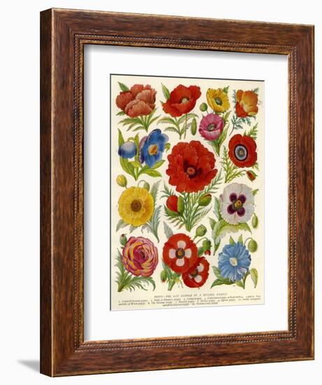 1920s UK Flowers Magazine Plate--Framed Giclee Print