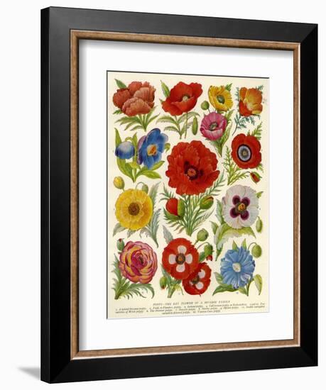 1920s UK Flowers Magazine Plate-null-Framed Giclee Print