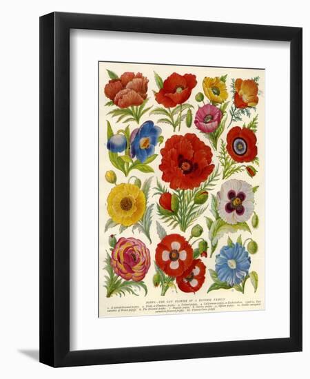 1920s UK Flowers Magazine Plate-null-Framed Giclee Print