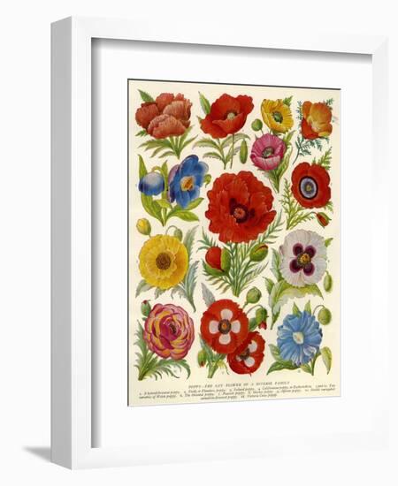 1920s UK Flowers Magazine Plate-null-Framed Giclee Print