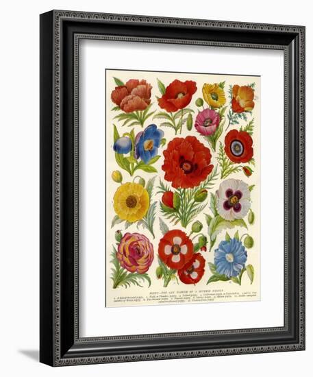 1920s UK Flowers Magazine Plate-null-Framed Giclee Print