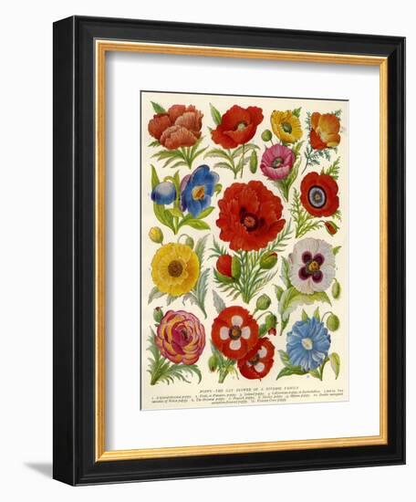 1920s UK Flowers Magazine Plate-null-Framed Giclee Print