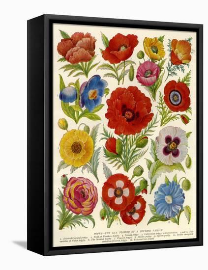 1920s UK Flowers Magazine Plate-null-Framed Premier Image Canvas