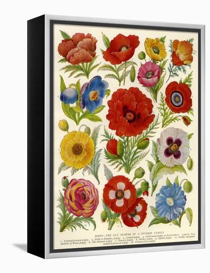1920s UK Flowers Magazine Plate-null-Framed Premier Image Canvas