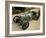 1922 Aston Martin Grand Prix Racing Car-null-Framed Photographic Print