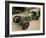 1922 Aston Martin Grand Prix Racing Car-null-Framed Photographic Print