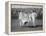 1926 American Davis Cup Team with their Trophy-null-Framed Stretched Canvas