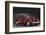 1937 Cord Westchester Sedan-null-Framed Photographic Print