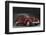 1937 Cord Westchester Sedan-null-Framed Photographic Print