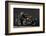 1940 Indian Four IOE Inline Four-S. Clay-Framed Photographic Print