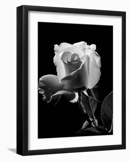 1940s Close-Up of Light-Colored Rose-null-Framed Photographic Print