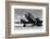 1940s DOMESTIC PROPELLER PASSENGER AIRPLANE DUAL ENGINE LANDING GEAR NOSE AND PARTIAL WINGS VISIBLE-H. Armstrong Roberts-Framed Photographic Print