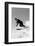 1940s MAN DOWNHILL SKIING WINTER OUTDOOR-H. Armstrong Roberts-Framed Photographic Print