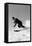 1940s MAN DOWNHILL SKIING WINTER OUTDOOR-H. Armstrong Roberts-Framed Premier Image Canvas