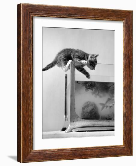 1940s Tabby Cat Kitten Climbing into Goldfish Tank Aquarium-null-Framed Photographic Print