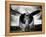 1945: Single Engine Plane-Stephen Arens-Framed Premier Image Canvas