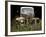 1947 Ford-Larry Hunter-Framed Photographic Print