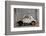 1948 Fiat Torbelino Car, Restoration Project, Alexandria, Egypt-Peter Adams-Framed Photographic Print