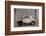 1948 Fiat Torbelino Car, Restoration Project, Alexandria, Egypt-Peter Adams-Framed Photographic Print