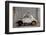 1948 Fiat Torbelino Car, Restoration Project, Alexandria, Egypt-Peter Adams-Framed Photographic Print