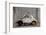 1948 Fiat Torbelino Car, Restoration Project, Alexandria, Egypt-Peter Adams-Framed Photographic Print