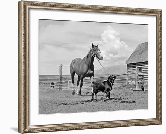 1950s-1960s Black Dog Leading Horse by Holding Rope Halter in His Mouth-null-Framed Photographic Print