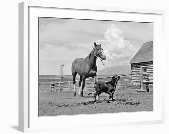 1950s-1960s Black Dog Leading Horse by Holding Rope Halter in His Mouth-null-Framed Photographic Print