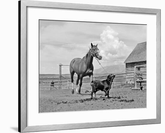 1950s-1960s Black Dog Leading Horse by Holding Rope Halter in His Mouth-null-Framed Photographic Print