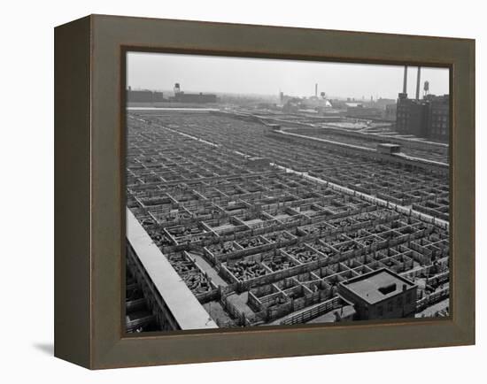 1950s Aerial View of Cattle Pens at the Union Stock Yard and Transit Company Chicago,-null-Framed Premier Image Canvas