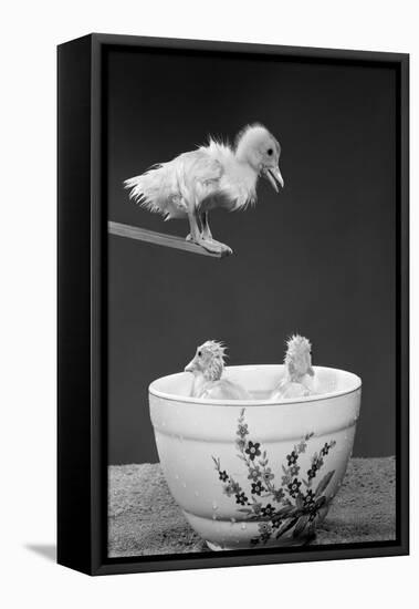 1950s DUCKLING ON DIVING BOARD LOOKING DOWN AT TWO OTHER DUCKLINGS IN DEEP BOWL FILLED WITH WATER-H. Armstrong Roberts-Framed Premier Image Canvas