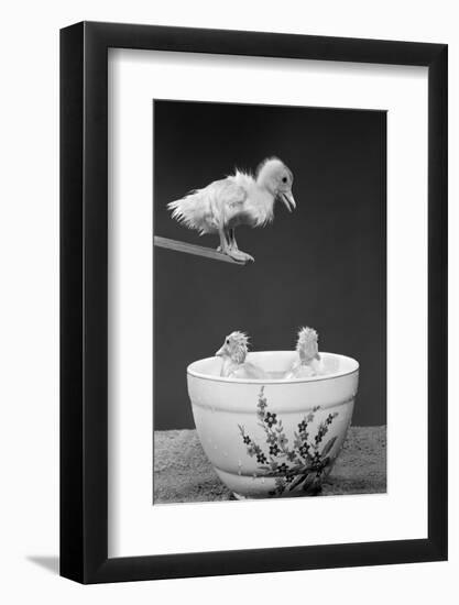 1950s DUCKLING ON DIVING BOARD LOOKING DOWN AT TWO OTHER DUCKLINGS IN DEEP BOWL FILLED WITH WATER-H. Armstrong Roberts-Framed Photographic Print