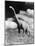 1950s Life-Size Statue of Extinct Long Neck Gigantic Brontosaurus Dinosaur Park Established 1936-null-Mounted Photographic Print