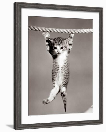 1950s Little Kitten Hanging from Rope Looking at Camera-null-Framed Photographic Print